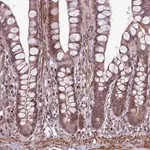 Merck Anti-HGH1 antibody produced in rabbit