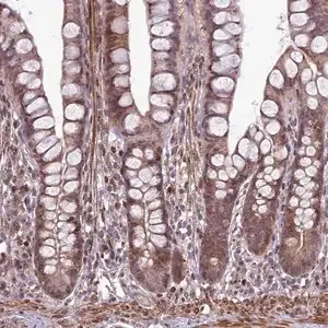 Merck Anti-HGH1 antibody produced in rabbit