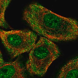 Merck Anti-PER1 antibody produced in rabbit