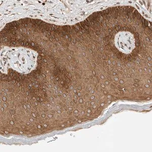 Merck Anti-ARMC9 antibody produced in rabbit