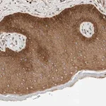 Merck Anti-ARMC9 antibody produced in rabbit