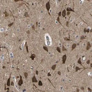 Merck Anti-KCTD10 antibody produced in rabbit