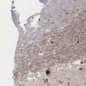 Merck Anti-GPRASP1 antibody produced in rabbit
