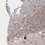 Merck Anti-GPRASP1 antibody produced in rabbit