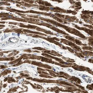 Merck Anti-C21orf33 antibody produced in rabbit