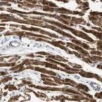 Merck Anti-C21orf33 antibody produced in rabbit