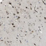 Merck Anti-CELSR2 antibody produced in rabbit