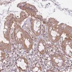 Merck Anti-KIF16B antibody produced in rabbit