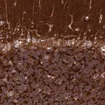 Merck Anti-IGLON5 antibody produced in rabbit
