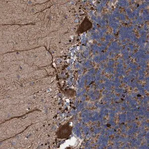 Merck Anti-BBS9 antibody produced in rabbit