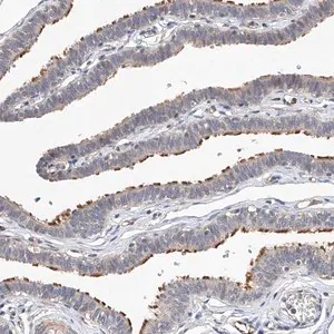 Merck Anti-LACE1 antibody produced in rabbit