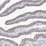 Merck Anti-LACE1 antibody produced in rabbit