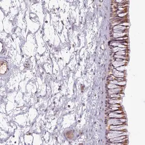 Merck Anti-C1QTNF5 antibody produced in rabbit