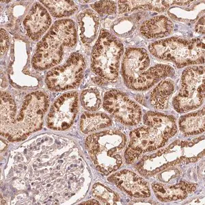 Merck Anti-WBP2 antibody produced in rabbit