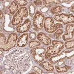 Merck Anti-WBP2 antibody produced in rabbit