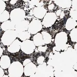 Merck Anti-TRIM4 antibody produced in rabbit