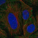 Merck Anti-SEM1 antibody produced in rabbit
