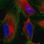 Merck Anti-MACF1 antibody produced in rabbit