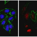 Merck Anti-RNA polymerase II subunit B1 Antibody, clone 4F8