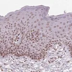 Merck Anti-TMEM175 antibody produced in rabbit