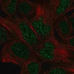 Merck Anti-EN2 antibody produced in rabbit