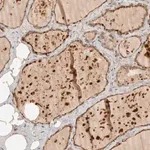 Merck Anti-ITPA antibody produced in rabbit