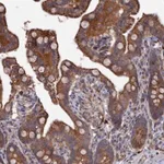 Merck Anti-SMG9 antibody produced in rabbit