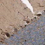 Merck Anti-PTPN12 antibody produced in rabbit