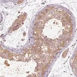 Merck Anti-CFAP65 antibody produced in rabbit