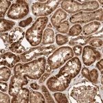 Merck Anti-DCAF8 antibody produced in rabbit