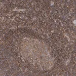 Merck Anti-FAM175B antibody produced in rabbit