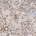 Merck Anti-KIAA0141 antibody produced in rabbit