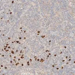 Merck Anti-FHOD1 antibody produced in rabbit