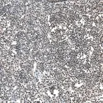 Merck Anti-JADE2 antibody produced in rabbit