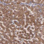 Merck Anti-RBP4 antibody produced in rabbit