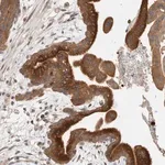 Merck Anti-CLIP1 antibody produced in rabbit
