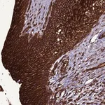 Merck Anti-BICDL2 antibody produced in rabbit