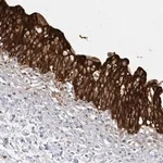 Merck Anti-FAM35A antibody produced in rabbit