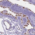 Merck Anti-EVI2A antibody produced in rabbit