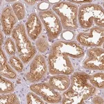 Merck Anti-RNF31 antibody produced in rabbit