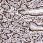Merck Anti-PNN antibody produced in rabbit