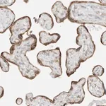 Merck Anti-STT3A antibody produced in rabbit