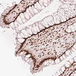 Merck Anti-NXF1 antibody produced in rabbit
