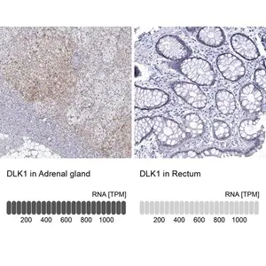 Merck Anti-DLK1 antibody produced in rabbit