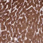 Merck Anti-NDST1 antibody produced in rabbit