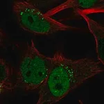 Merck Anti-CLSPN antibody produced in rabbit