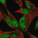 Merck Anti-POLN antibody produced in rabbit