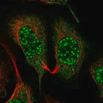 Merck Anti-GNB5 antibody produced in rabbit