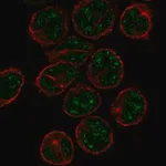 Merck Anti-PCP2 antibody produced in rabbit