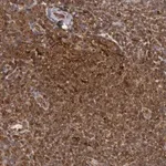 Merck Anti-TAP2 antibody produced in rabbit